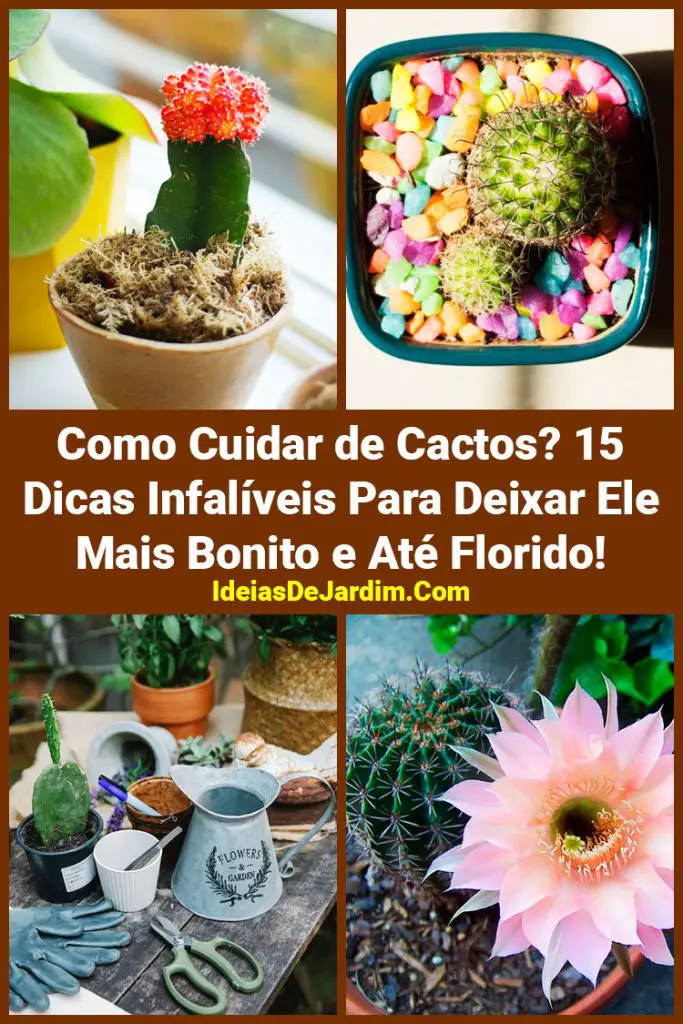 Como Cuidar de Cactos 15 Dicas Infalíveis Para Usar