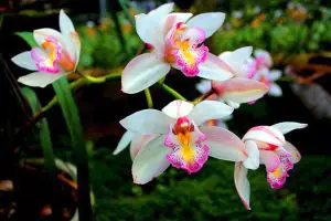 Como Cuidar de Uma Orquídea? 15 Dicas Essenciais Para Orquídeas Lindas e Saudáveis!