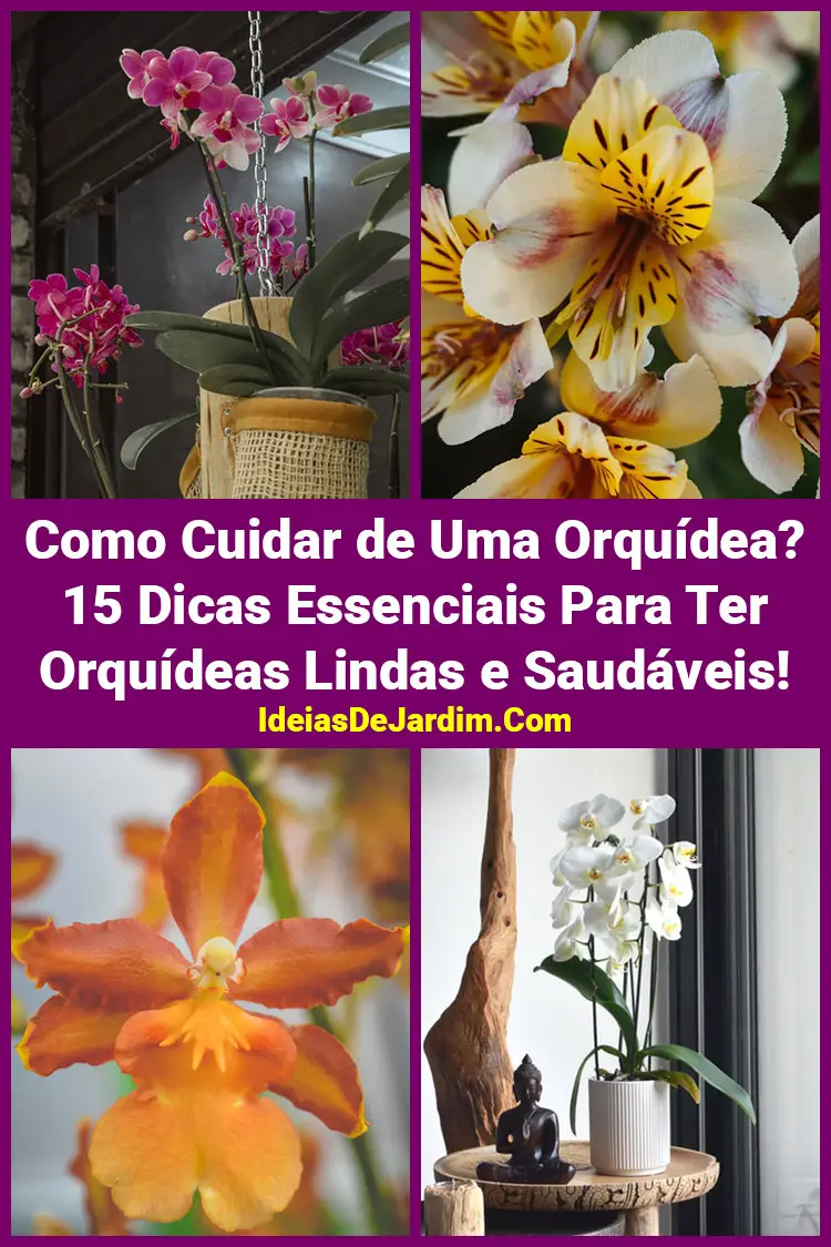 Como Cuidar de Uma Orquídea