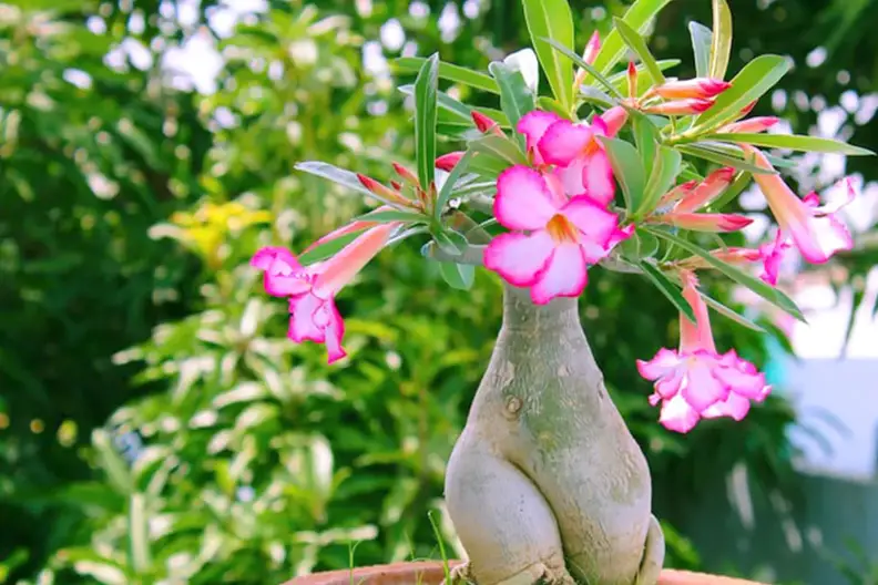 Como Cuidar de Uma Rosa do Deserto