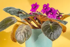 Como Cuidar de Uma Violeta? 15 Dicas Essenciais Para o Cultivo!