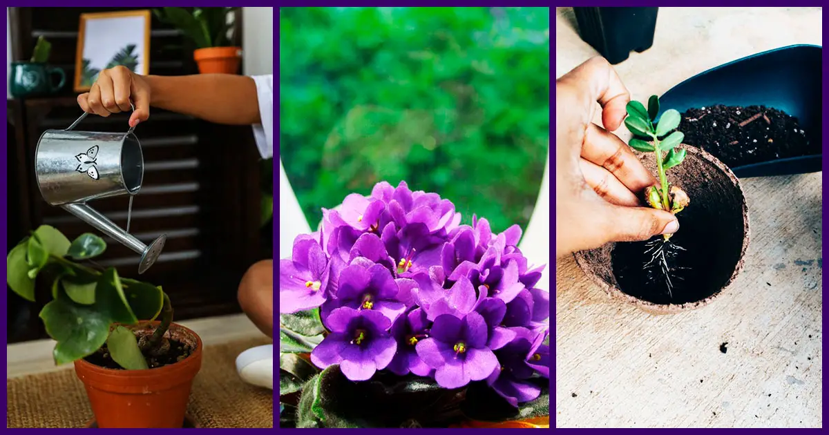 Como Cuidar de Uma Violeta? 15 Dicas Essenciais e Úteis!