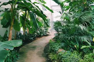 Jardim Tropical: 15 Inspirações e Muitas Dicas para Montar o Seu!