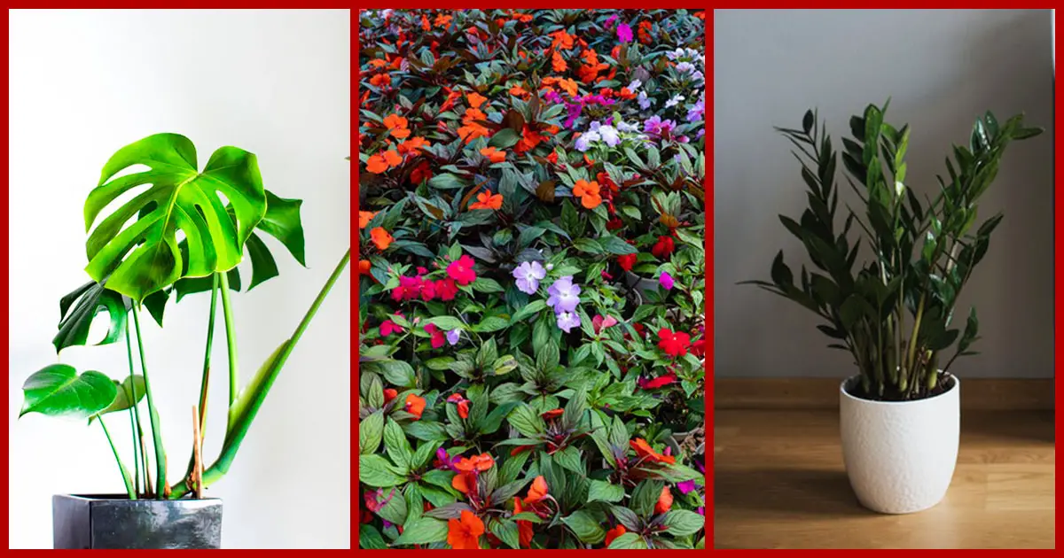 Plantas de Sombra: 15 Espécies Para Montar o Seu Jardim!