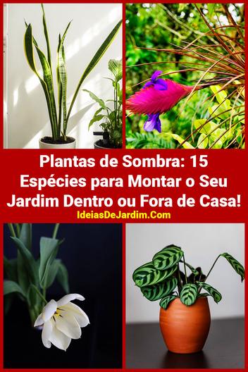 Plantas de Sombra: 15 Espécies Para Montar o Seu Jardim!