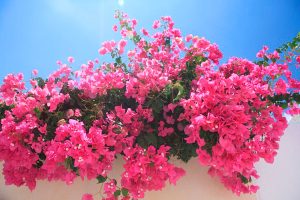 Plantas Que Gostam de Sol: 15 Espécies Resistentes para Incrementar Seu Jardim!