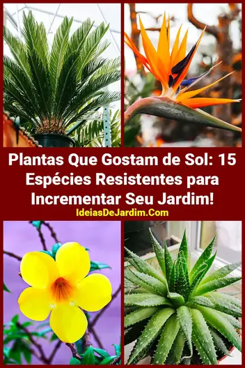 Plantas Que Gostam de Sol: 15 Espécies Para Seu Jardim!