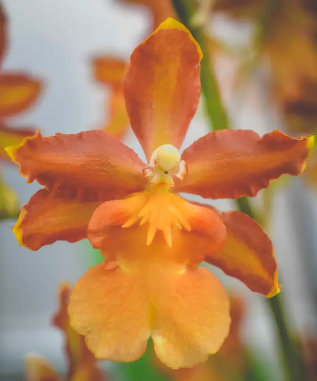 Cuide da orquídea depois da floração