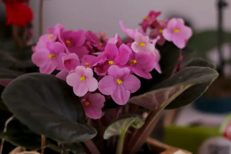 Pode a orquídea corretamente Pode a orquídea corretamente