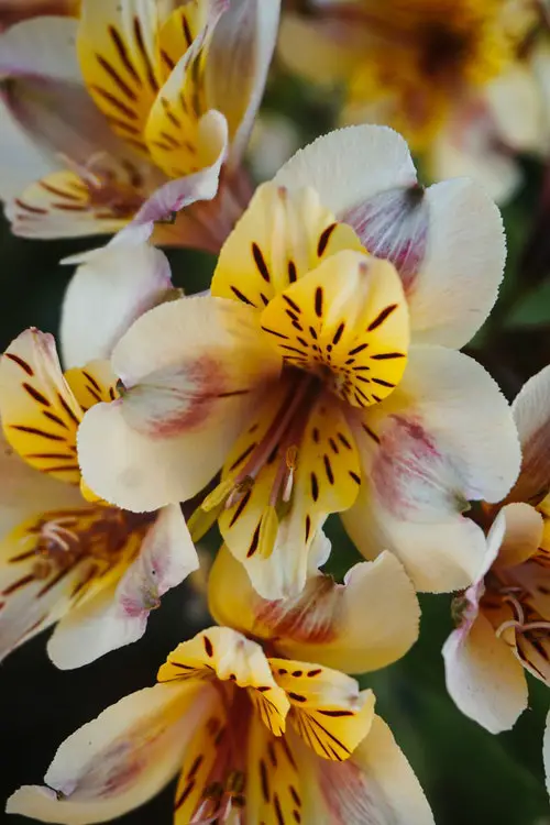 Use plaquinhas de identificação nas suas orquídeas