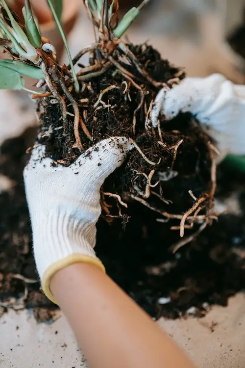 Como cuidar de uma pimenteira com o tipo de solo