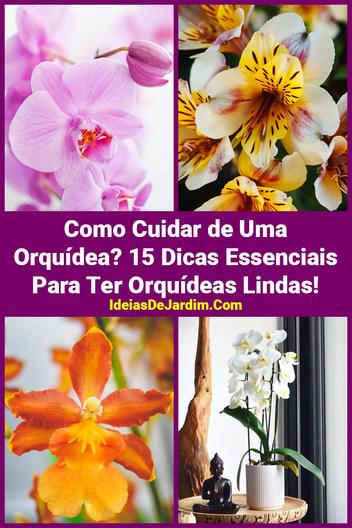 Como Cuidar de Uma Orquídea? 15 Dicas Úteis e Essenciais!
