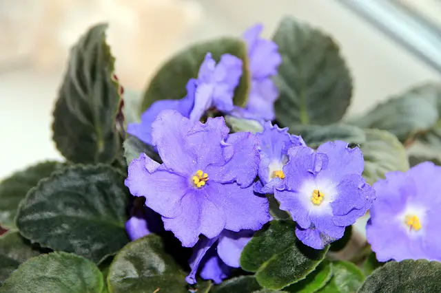 Como cuidar de uma violeta com plantio no jardim