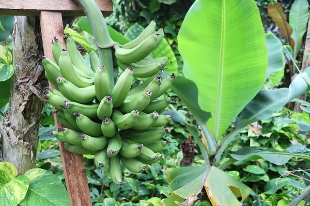 Bananeira ornamental