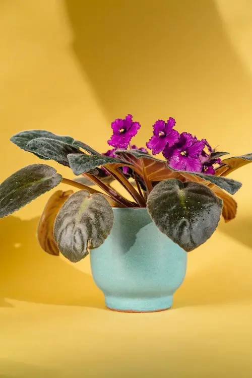 Plantio em vasos das violetas