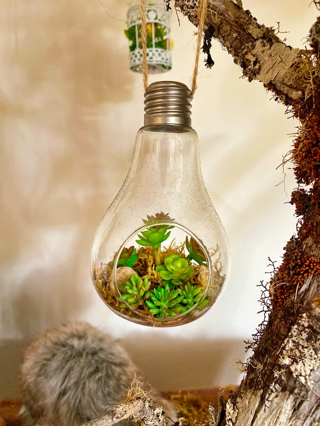 Monte o seu mini jardim dentro de uma lâmpada