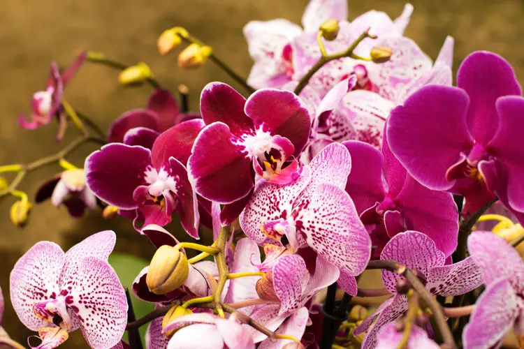 Jardim de orquídeas