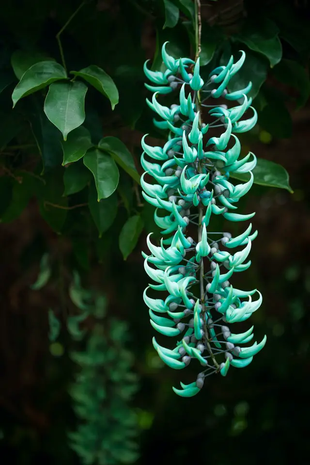 Flor de Jade