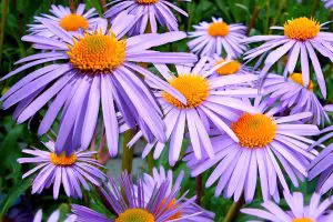 Flores do Campo: 25 Dicas de Espécies para Enfeitar o Seu Jardim!