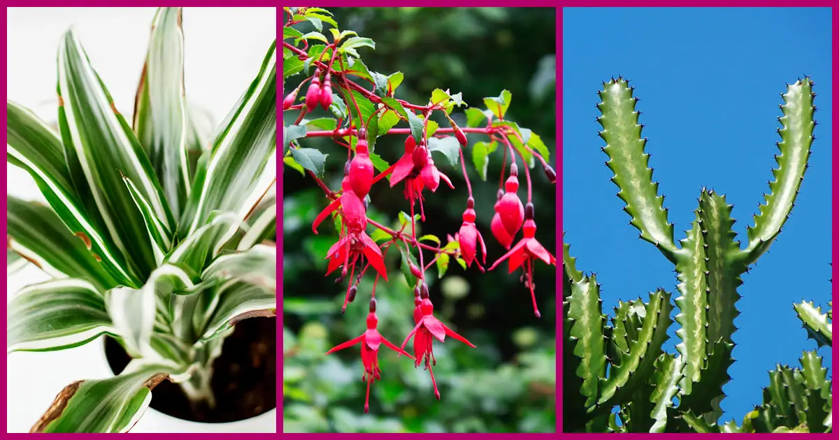 Plantas Ornamentais Para Jardim: 25 Espécies Para Sua Casa