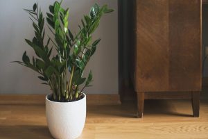 Plantas e Flores Dentro de Casa: 15 Espécies Para Deixá-La Mais Bonita!