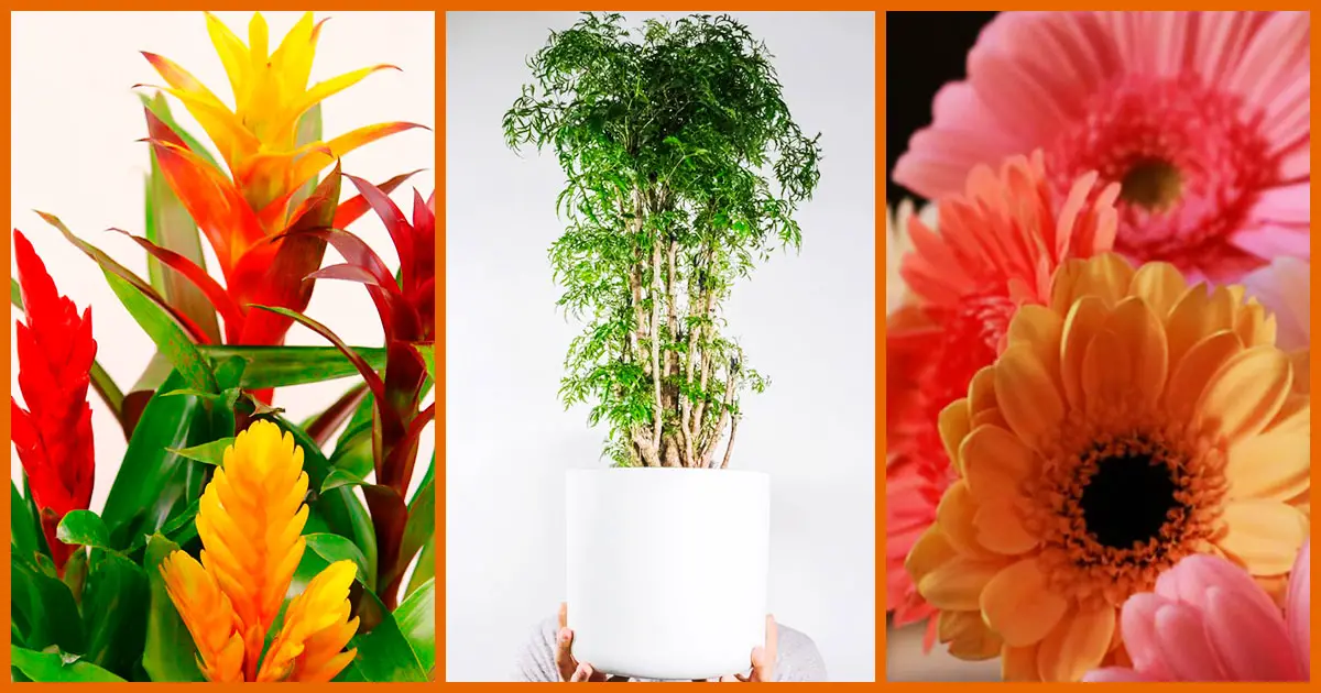 Plantas e Flores Dentro de Casa: 15 Espécies e Muitas Dicas